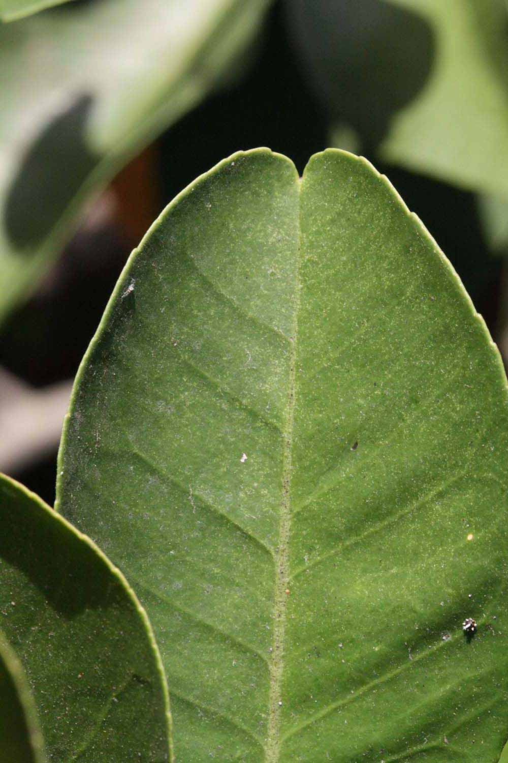              Margin (Riverside, CA)       